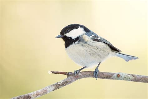 coal tit facts cole tit